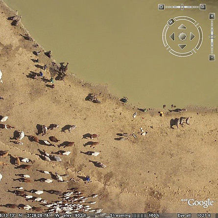 African Animals by Google Earth