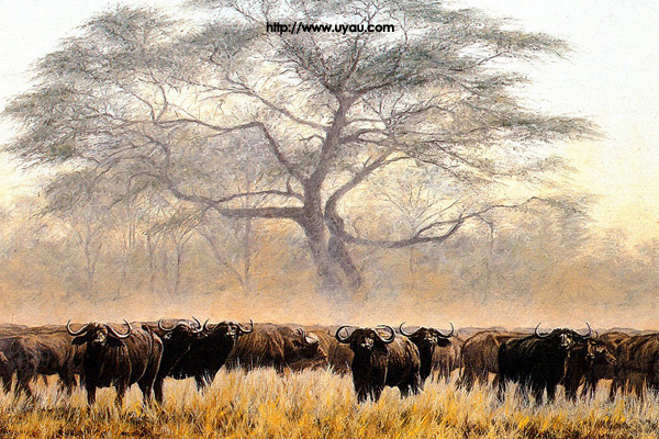 African Buffalo Herd
