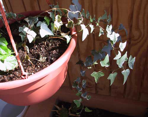 Garden Plants Care: English Ivy Hedera Helix