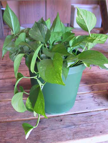 Pothos Ivy Plant Care