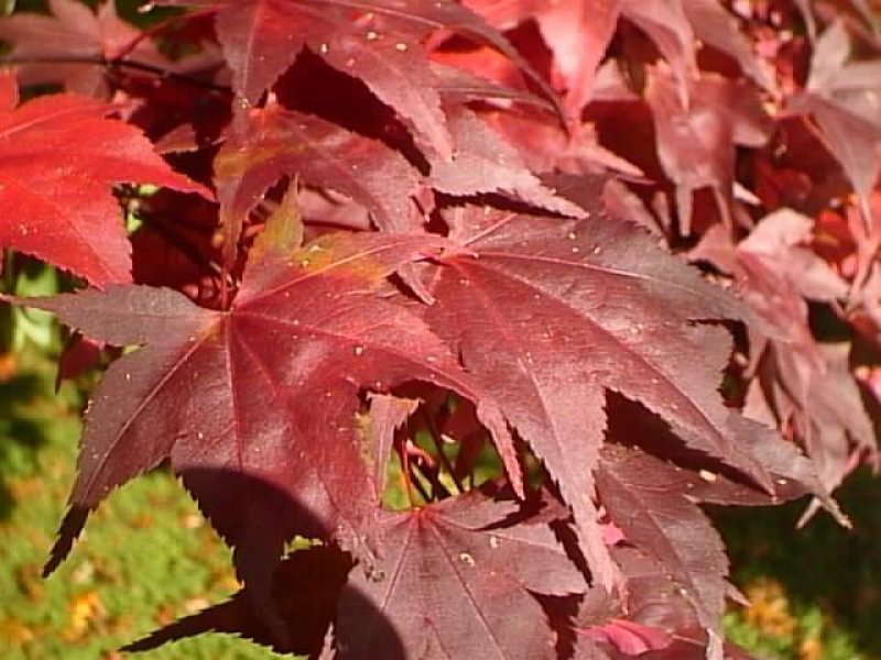 Garden Resources: colors_of_autumn_01