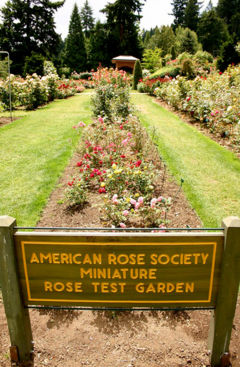 Rose Test Garden in Portland